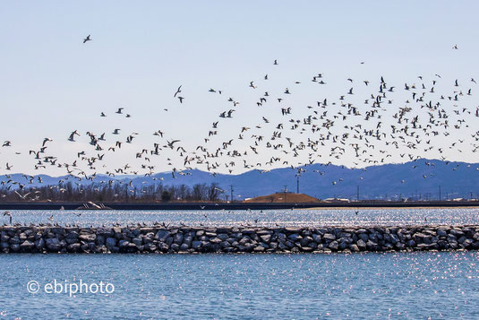 鳥の海