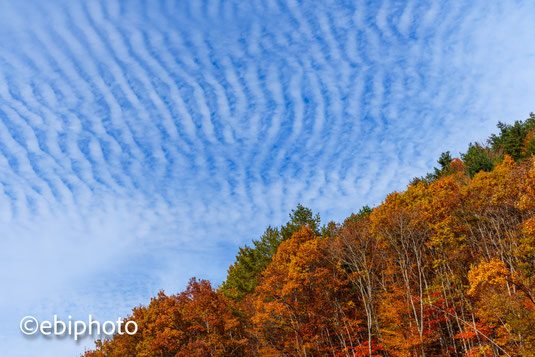 巻積雲（うろこ雲）と紅葉