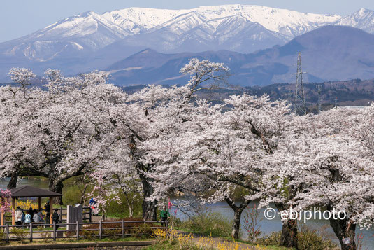 桜と蔵王