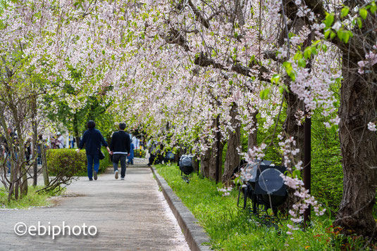 日中線しだれ桜並木