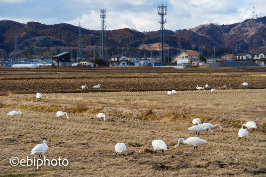 亘理町の白鳥