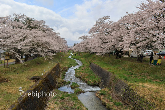 観音寺川の桜並木