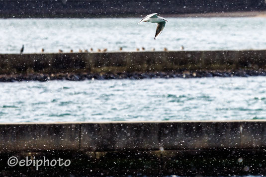 鳥の海