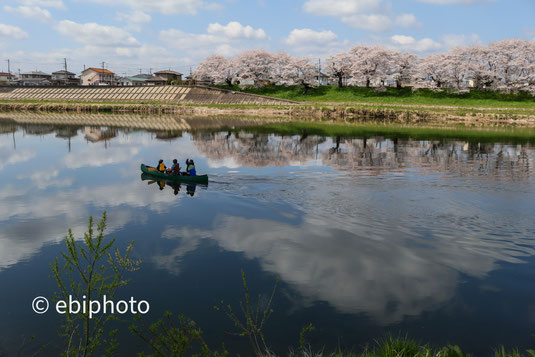 白石川堤一目千本桜