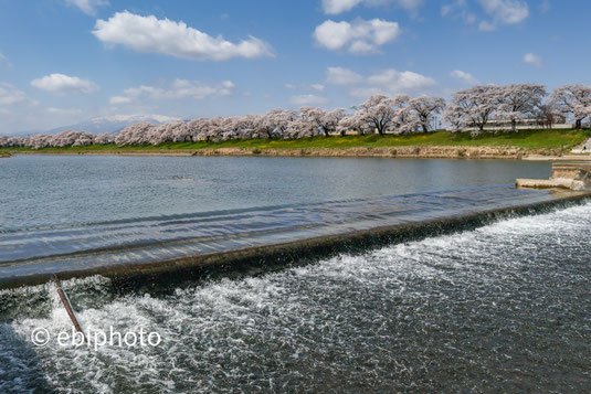 白石川堤一目千本桜