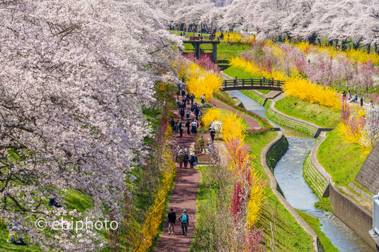 白石川千桜公園