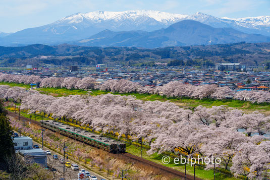 白石川堤一目千本桜