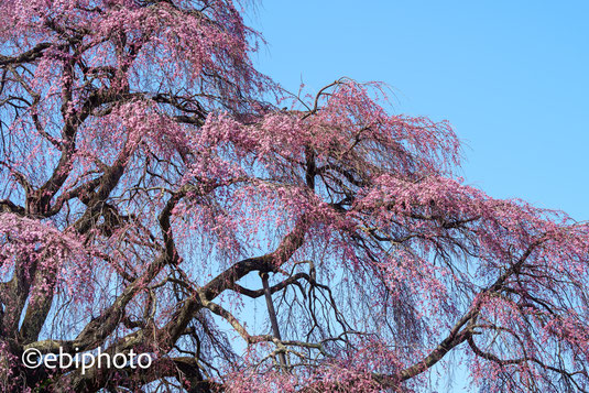 福島の桜