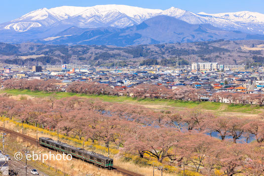 白石川一目千本桜