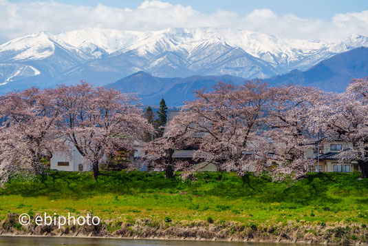 白石川堤一目千本桜