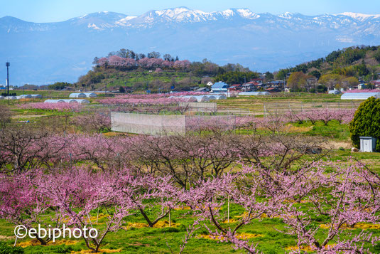 桃と桜と吾妻山