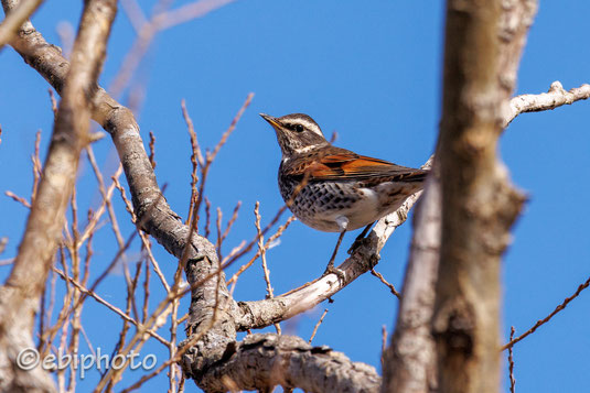 蕪栗沼の鳥 - エビフォト 写真