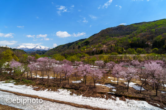 大井沢の桜と残雪