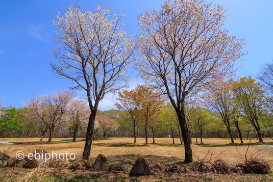 弓張平公園