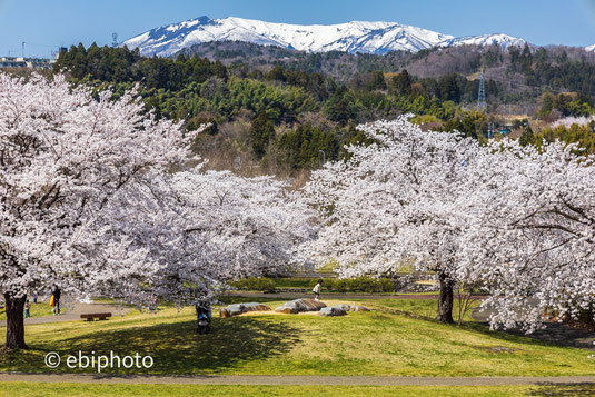 公園の桜と蔵王