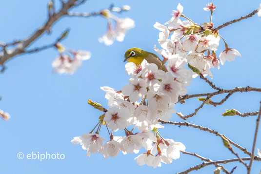 桜とメジロ