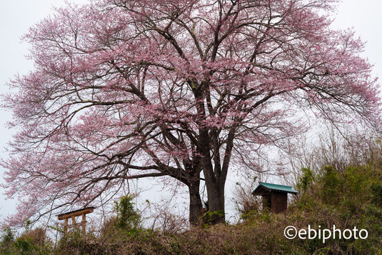 福島の桜
