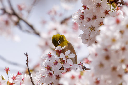 桜とメジロ