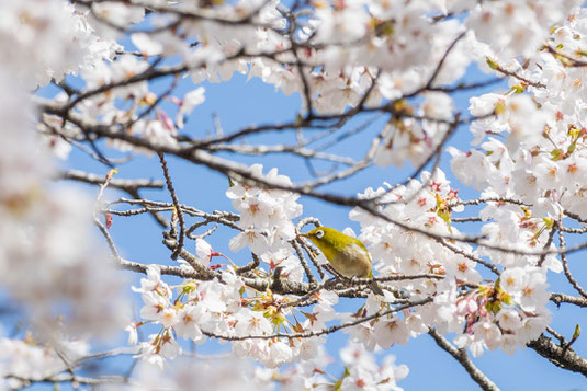 桜とメジロ