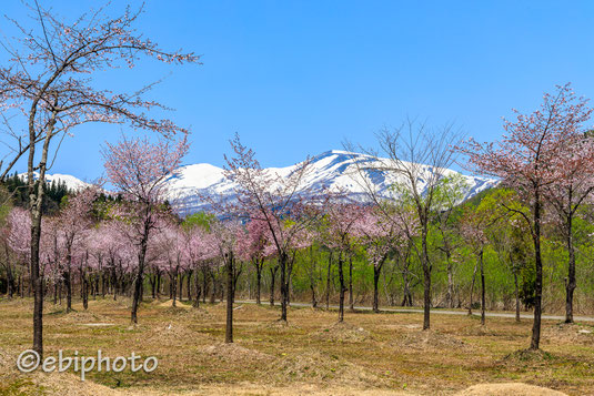 大井沢