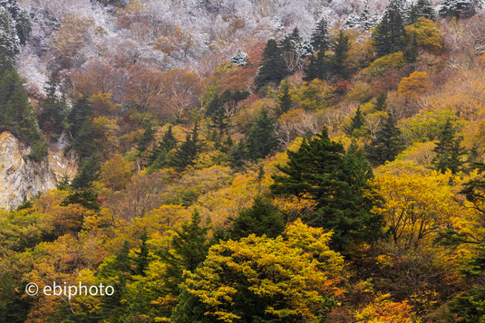 雪と紅葉