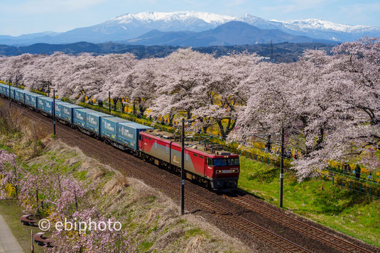 蔵王と桜と貨物列車