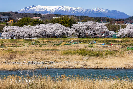 白石川と桜と蔵王