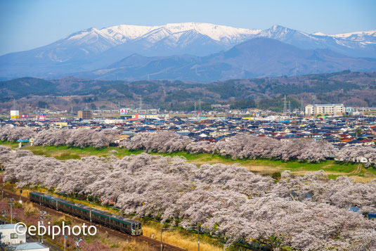 桜並木と東北本線