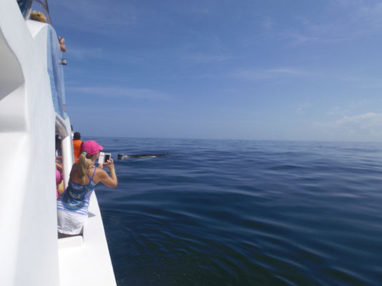 Dom Rep, Dominikanische Republik, Samana, Whalewatching