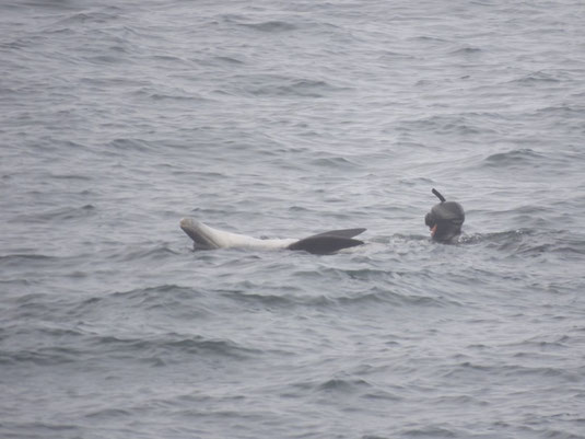 Delfine in Nordirrland, Burren