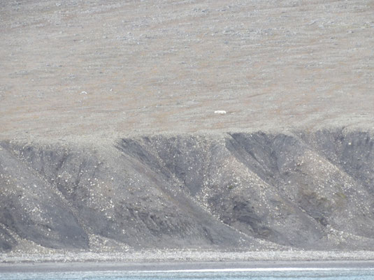 Spitbergen, Svalbard, Islfjord, Pyramiden, Eisbear, polar bear