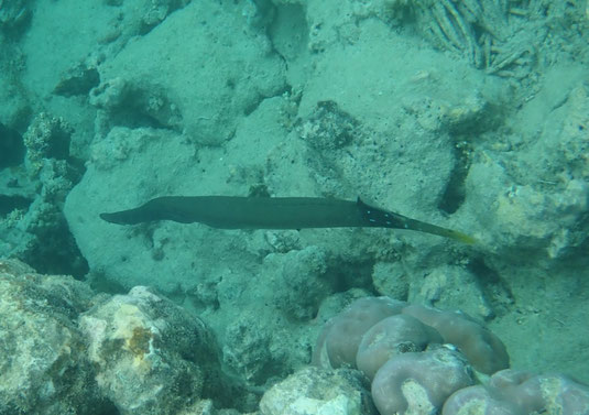 Trompetenfisch, ca. 1 m lang