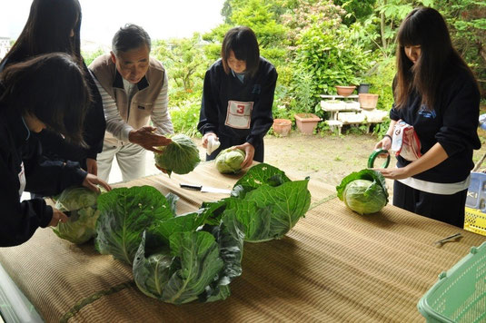 朝採れのキャベツを出荷するお手伝い（後述）