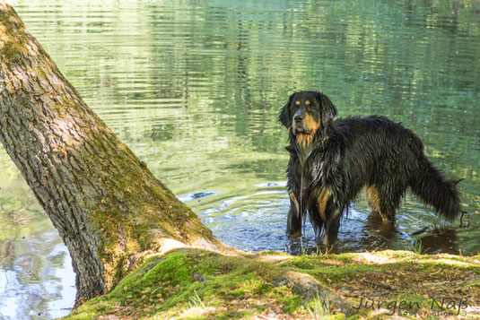 Gegen Hitze hilft nur ein Sprung ins kühle Nass