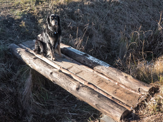 Nur für Hunde!