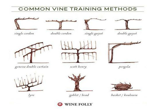 winter-pruning-techniques-French-vineyards