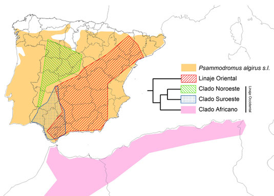 Distribución de las muestras analizadas de Psammodromus algirus en la Península y norte de África, así como un árbol filogenético simplificado. Tomados de Verdú-Ricoy et al. (2010).  © V. Sancho 2015.