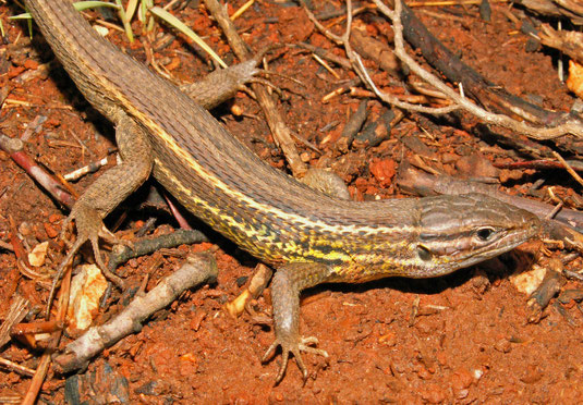 Psammodromus algirus. Linaje oriental. Pinet (Valencia). © V. Sancho 2006.