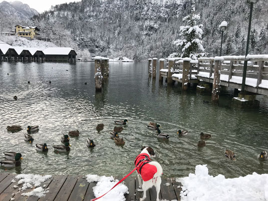 Ronja am Königssee