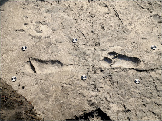 Masao et al. "Figure 9." Original caption: "Central part of the hominin trackway in test-pit M9. Tracks M9/S1-3 and M9/S1-2 are visible from left to right. The two tracks are crossed by some fractures filled by hard calcite veins, which were not removed."