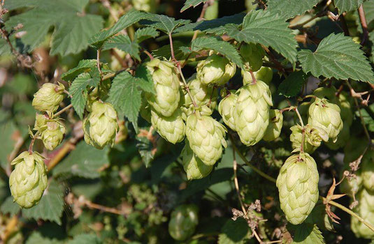 Hopfen – Das grüne Gold