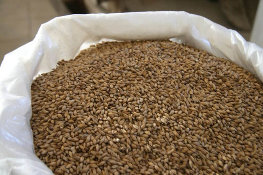 Malz – Das Herz des Bieres