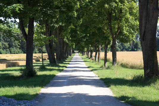 Eine von belaubten Bäumen gesäumte Straße, zu beiden Seiten gesäumt von Getreidefeldern.