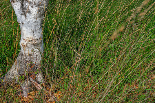 vipera berus adder lüsekamp kreuzotter germany NRW Nordrhein-Westfalen