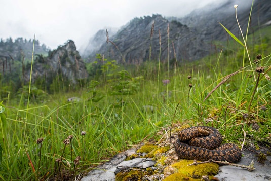 Vipera berus alps Switzerland Alpen Schweiz Adder Kreuzotter northern clade