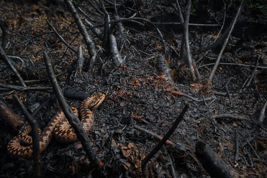 Vipera berus fire de meinweg nationalpark adder waldbrand feuer kreuzotter schlange otter brand bosbrand