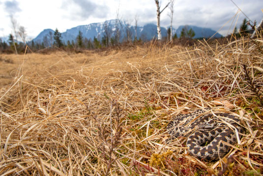 Vipera berus adder Kreuzotter Bayern Bavaria Germany Deutschland Chiemgau Italian clade marasso
