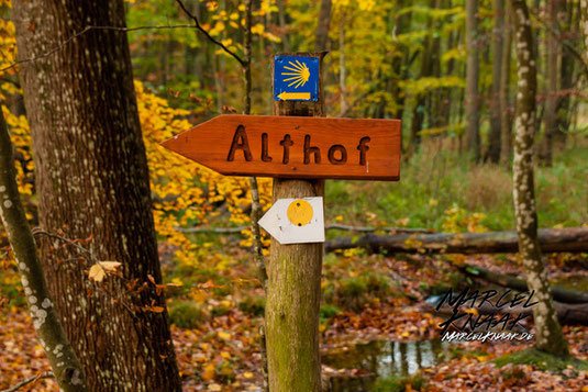 Herbst Spaziergang im Wald