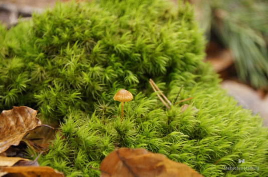 Miniaturwelt aus verschiedenen Moosen und Farnen
