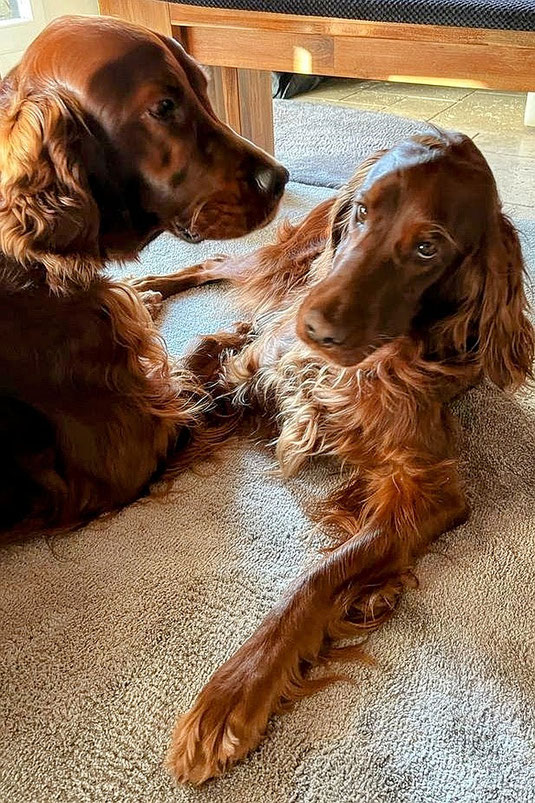 Irish Red Setter Ean Marley of Greenland Creek und Anice Red Favour